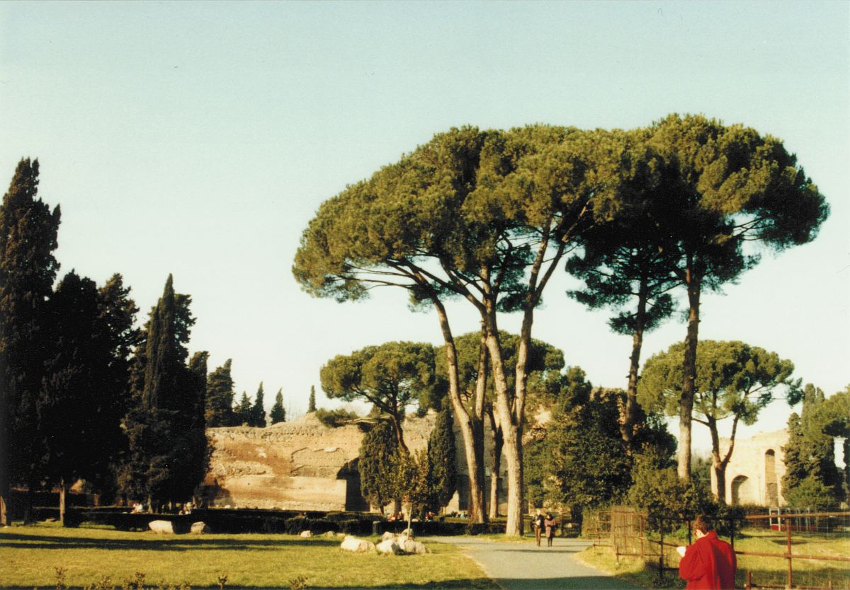 Un groupe de pins à Rome, photographié fin décembre 1991, cliquer pour voir l'original
